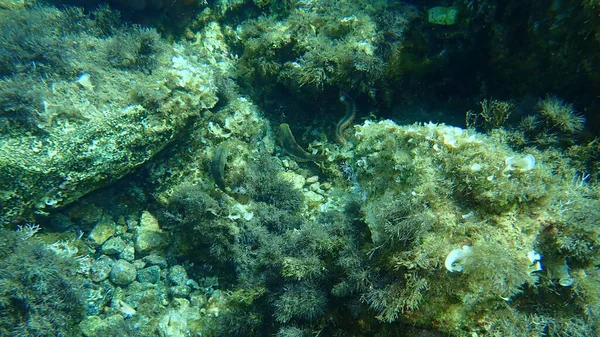 Μεσόγειος Μπακαλιάρος Sparisoma Cretense Αιγαίο Πέλαγος Ελλάδα Ακρωτήριο Σούνιο — Φωτογραφία Αρχείου