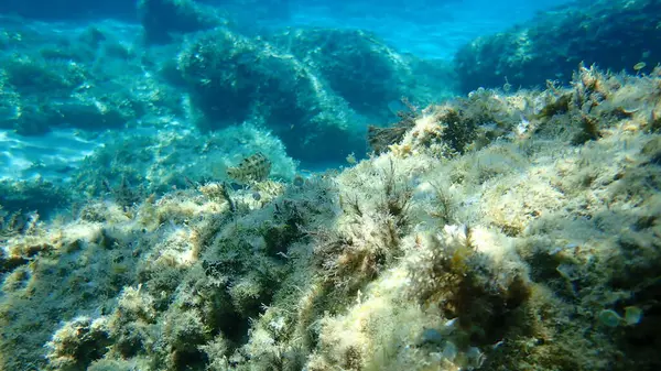 Sivri Burunlu Uzun Burunlu Grasse Symphodus Rostratus Ege Denizi Yunanistan — Stok fotoğraf