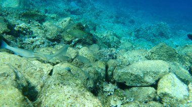 Düz başlı gri kefal (Mugil cephalus) ve mermer spinefoot, dalgalı tavşan balığı veya papağan balığı (Siganus rivulatus), Ege Denizi, Yunanistan, Hydra