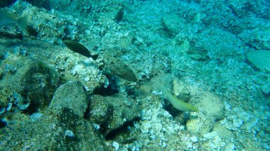 Mermer spinefoot, kıvrımlı tavşan balığı veya papağan balığı (Siganus rivulatus), Ege Denizi, Yunanistan, Hydra