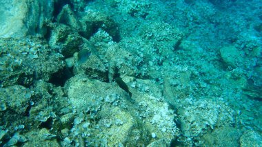 Mermer spinefoot, kıvrımlı tavşan balığı veya papağan balığı (Siganus rivulatus), Ege Denizi, Yunanistan, Hydra