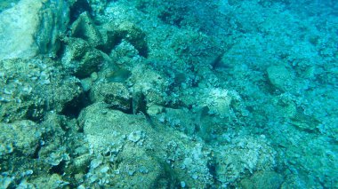 Mermer spinefoot, kıvrımlı tavşan balığı veya papağan balığı (Siganus rivulatus), Ege Denizi, Yunanistan, Hydra