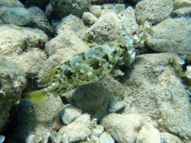 Mermer spinefoot, kıvrımlı tavşan balığı veya papağan balığı (Siganus rivulatus), Ege Denizi, Yunanistan, Hydra