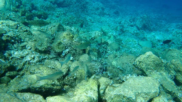 Flathead Grey Mullet Mugil Cephalus Marbled Spinefoot Rivulated Rabbitfish Surf — Stock Photo, Image