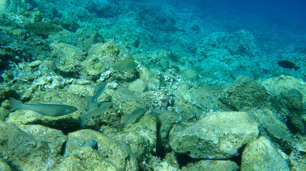 Flathead Grey Mullet Mugil Cephalus Marbled Spinefoot Rivulated Rabbitfish Surf — Stock Photo, Image