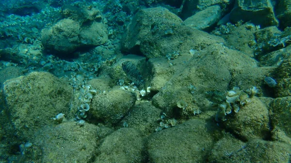 Риба Павук Siganus Rivulatus Егейське Море Греція Гідра — стокове фото