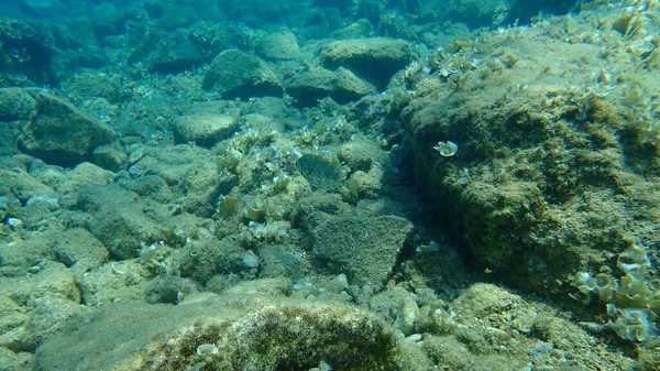 Mramorová Mořská Dna Rejnokovití Králíci Siganus Rivulatus Egejské Moře Řecko — Stock fotografie