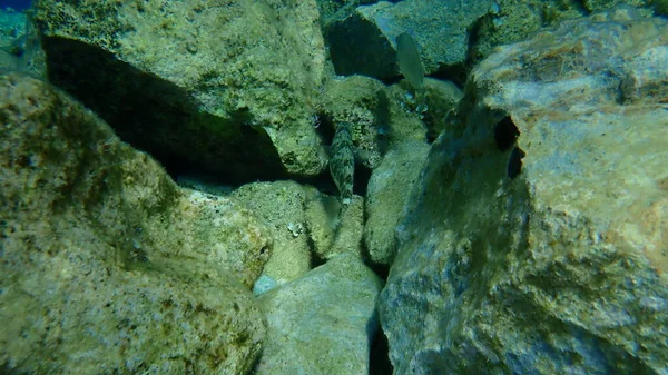 Marbled Spinefoot Rivulated Rabbbitfish Surf Parrotfish Siganus Rivulatus Αιγαίο Πέλαγος — Φωτογραφία Αρχείου