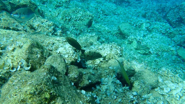 Marmorierter Dornfuß Kaninchen Oder Surfpapageienfisch Siganus Rivulatus Ägäis Griechenland Hydra — Stockfoto