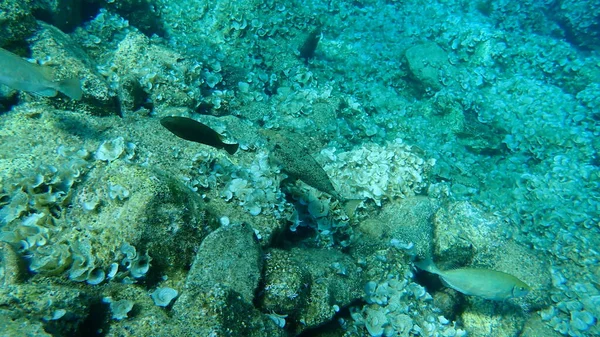 Mramorová Mořská Dna Rejnokovití Králíci Siganus Rivulatus Egejské Moře Řecko — Stock fotografie