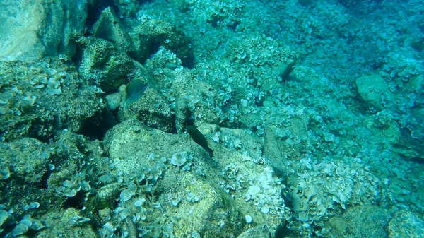 Мраморный Спинной Песок Рыба Кролик Рыба Серфинг Siganus Rivulatus Эгейское — стоковое фото