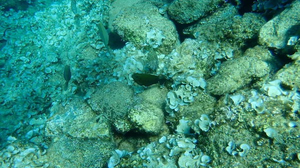 Marbled Spinefoot Rivulated Rabbitfish Surf Parrotfish Siganus Rivulatus Aegean Sea — 图库照片