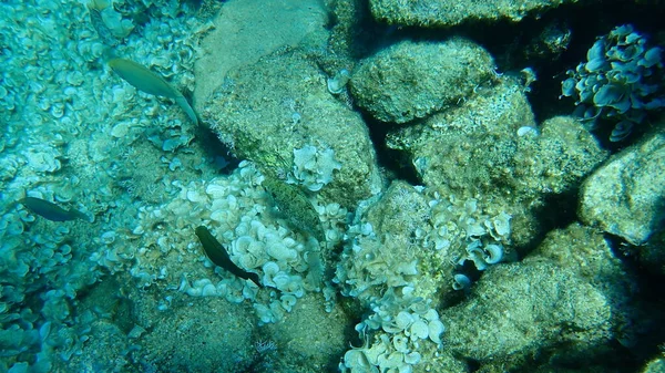 Marbled Spinefoot Rivulated Rabbbitfish Surf Parrotfish Siganus Rivulatus Αιγαίο Πέλαγος — Φωτογραφία Αρχείου