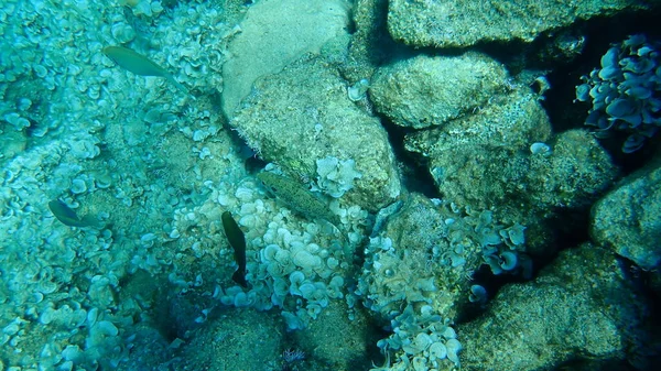 Marbled Spinefoot Rivulated Rabbitfish Surf Parrotfish Siganus Rivulatus Aegean Sea — Stock Photo, Image