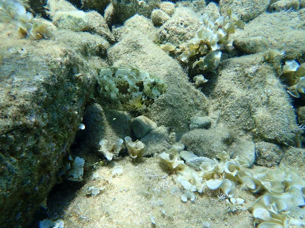 Мраморный Спинной Песок Рыба Кролик Рыба Серфинг Siganus Rivulatus Эгейское — стоковое фото