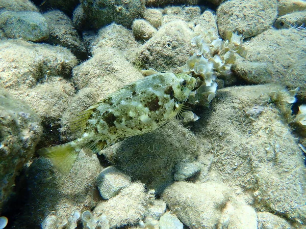 Mermer spinefoot, kıvrımlı tavşan balığı veya papağan balığı (Siganus rivulatus), Ege Denizi, Yunanistan, Hydra