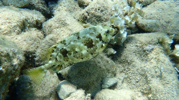 Marbled Spinefoot Rivulated Rabbbitfish Surf Parrotfish Siganus Rivulatus Αιγαίο Πέλαγος — Φωτογραφία Αρχείου