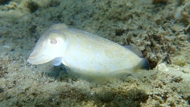 Yaygın mürekkep balığı (Sepia officinalis), Ege Denizi, Yunanistan, Halkidiki