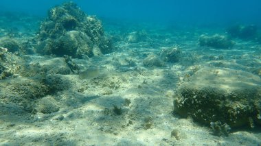 Yaygın mürekkep balığı (Sepia officinalis), Ege Denizi, Yunanistan, Halkidiki