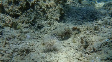 Yaygın mürekkep balığı (Sepia officinalis), Ege Denizi, Yunanistan, Halkidiki