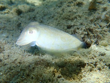 Yaygın mürekkep balığı (Sepia officinalis), Ege Denizi, Yunanistan, Halkidiki