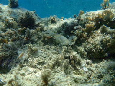 Yaygın mürekkep balığı (Sepia officinalis), Ege Denizi, Yunanistan, Halkidiki