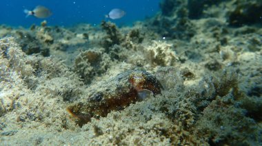 Yaygın mürekkep balığı (Sepia officinalis), Ege Denizi, Yunanistan, Halkidiki