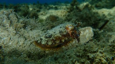 Yaygın mürekkep balığı (Sepia officinalis), Ege Denizi, Yunanistan, Halkidiki