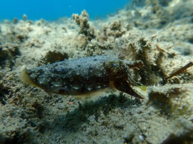 Yaygın mürekkep balığı (Sepia officinalis), Ege Denizi, Yunanistan, Halkidiki