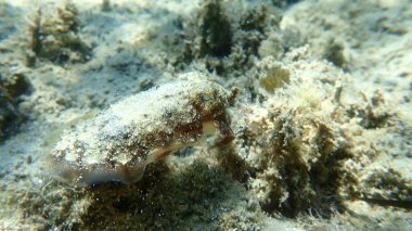 Yaygın mürekkep balığı (Sepia officinalis), Ege Denizi, Yunanistan, Halkidiki