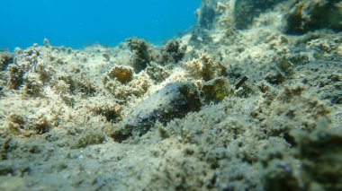 Yaygın mürekkep balığı (Sepia officinalis), Ege Denizi, Yunanistan, Halkidiki