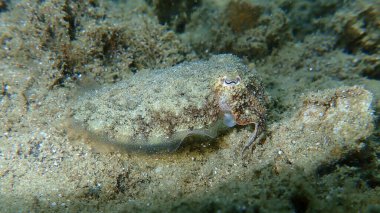 Yaygın mürekkep balığı (Sepia officinalis), Ege Denizi, Yunanistan, Halkidiki