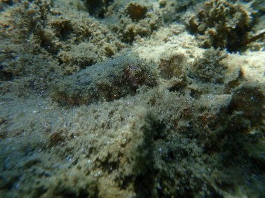Yaygın mürekkep balığı (Sepia officinalis), Ege Denizi, Yunanistan, Halkidiki