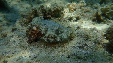 Yaygın mürekkep balığı (Sepia officinalis), Ege Denizi, Yunanistan, Halkidiki