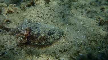 Yaygın mürekkep balığı (Sepia officinalis), Ege Denizi, Yunanistan, Halkidiki