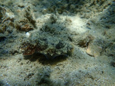 Yaygın mürekkep balığı (Sepia officinalis), Ege Denizi, Yunanistan, Halkidiki