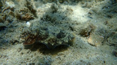 Yaygın mürekkep balığı (Sepia officinalis), Ege Denizi, Yunanistan, Halkidiki