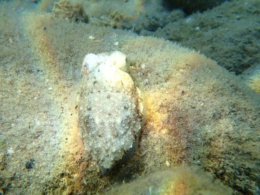Yaygın mürekkep balığı (Sepia officinalis), Ege Denizi, Yunanistan, Halkidiki