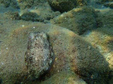 Yaygın mürekkep balığı (Sepia officinalis), Ege Denizi, Yunanistan, Halkidiki