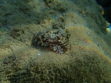 Yaygın mürekkep balığı (Sepia officinalis), Ege Denizi, Yunanistan, Halkidiki