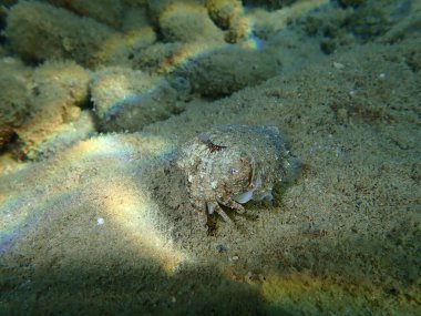 Yaygın mürekkep balığı (Sepia officinalis), Ege Denizi, Yunanistan, Halkidiki