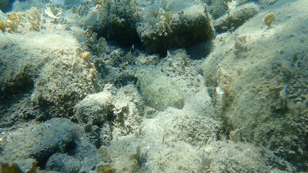 Звичайна Каракатиця Sepia Officinalis Егейське Море Греція Halkidiki — стокове фото