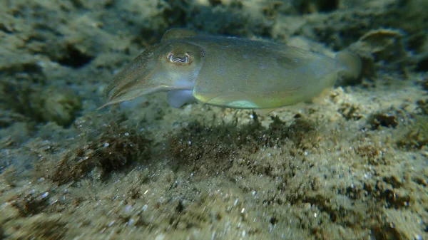 Der Gemeine Tintenfisch Sepia Officinalis Ägäis Griechenland Chalkidiki — Stockfoto