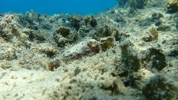 Common Cuttlefish European Common Cuttlefish Sepia Officinalis Aegean Sea Greece — Stock Photo, Image