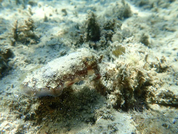 Yaygın Mürekkep Balığı Sepia Officinalis Ege Denizi Yunanistan Halkidiki — Stok fotoğraf
