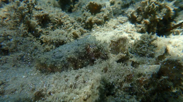 Közönséges Tintahal Sepia Officinalis Égei Tenger Görögország Halkidiki — Stock Fotó