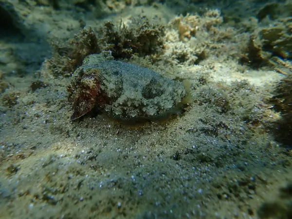 Common Cuttlefish European Common Cuttlefish Sepia Officinalis Aegean Sea Greece — Stock Photo, Image