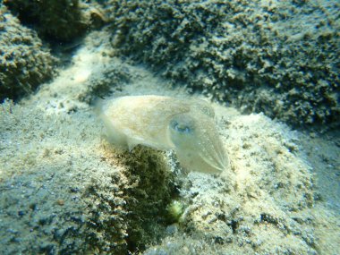 Yaygın mürekkep balığı (Sepia officinalis), Ege Denizi, Yunanistan, Halkidiki