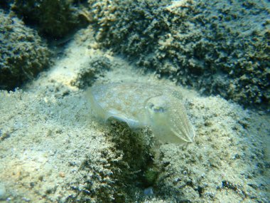 Yaygın mürekkep balığı (Sepia officinalis), Ege Denizi, Yunanistan, Halkidiki