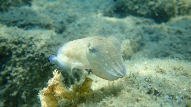 Yaygın mürekkep balığı (Sepia officinalis), Ege Denizi, Yunanistan, Halkidiki